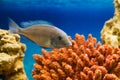 One fish floats in the aquarium red coral Royalty Free Stock Photo